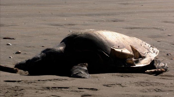 sea turtles mexico.jpg